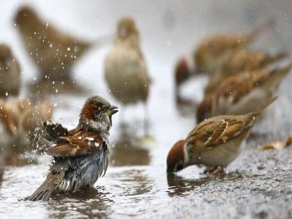 Where are the sparrows lost in Mumbai's cement jungle? Can someone tell me? | मुंबईतल्या सिमेंटच्या जंगलात चिमण्या कुठे हरविल्या? कुणी सांगाल का? 