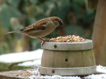 Akolekars love Sparow's chirping ... | अकोलेकरांना आवडतो चिवचिवाट...दाणापाण्याची केली व्यवस्था