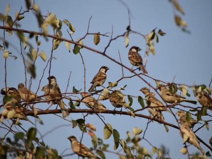 'Chiutai Sparrow did not fly because of mobile ...'; These are just some of the reason for deceased sparrow count | 'मोबाइलमुळे नाही उडाली चिऊताई भुर्र...'; चिमण्यांची संख्या रोडावण्याची 'ही' आहेत कारणे