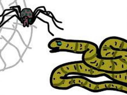 Committee to decide on snakes and state spider : State Government's announcement | सर्प व राज्य कोळी ठरविण्यासाठी समिती : राज्य शासनाची घोषणा