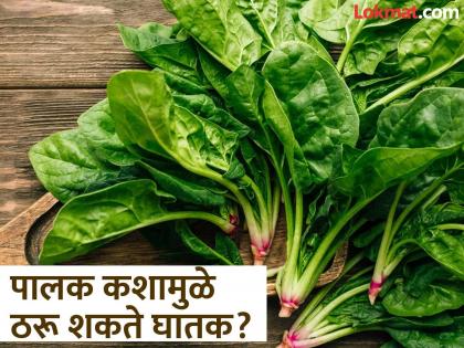 Oxalate in spinach is not good for health | भरपूर फायदे असूनही जास्त खाऊ नये पालक, यातील ऑक्सलेट ठरू शकतं घातक; कसं ते वाचा!