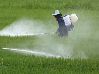 Two children die after being sprayed with pesticide powder in grain in Ahilyanagar | धान्यात टिकवण्यासाठी बापाने फवारली कीडनाशक पावडर; वासाने २ मुलांचा मृत्यू, पत्नी गंभीर