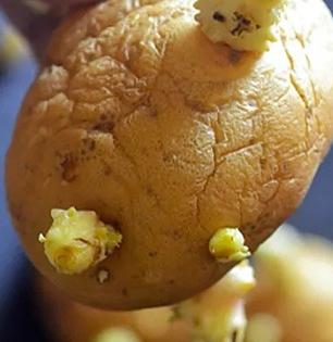 कोंब येऊ लागलेले बटाटे खाणं तब्येतीसाठी चांगलं असतं की वाईट? वाचा खाल्लेच तर काय होते..