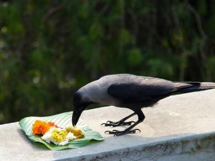 As there were no crows, the Dashakriya ritual stopped at Shrigonda in Ahmednagar | कावळे रुसले...दशक्रिया विधी थांबले; श्रीगोंद्यात नेमकं काय घडले?