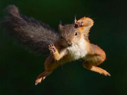 This photographer captures red squirrel flying photo in a year | खारूताईचे 'हे' चार फोटो काढण्यासाठी फोटोग्राफरला लागला चक्क १ वर्षाचा वेळ!