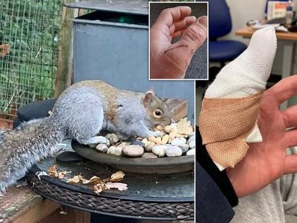 What type of revenge! Squirrel attacks 18 people in 2 days UK, Flintshire Garden | Squirrel Attack: हा कशाचा बदला! खारुताईने ४८ तासांत केला १८ जणांवर हल्ला; नाईलाजाने मारावे लागले 