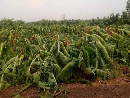 2 crore 36 lakhs loss due to stormy rains in Raver; Farmers hit | रावेरला वादळी पावसामुळे २ कोटी ३६ लाखांचे नुकसान; शेतकऱ्यांना फटका