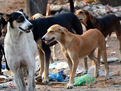 The High Court expressed concern over the stray dogs in Nagpur | नागपुरातील  बेवारस कुत्र्यांच्या हैदोसावर हायकोर्टाने व्यक्त केली चिंता