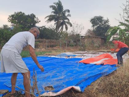 Unseasonal rain threatens white onion; Farmer's struggle to save in raigad | अवेळी पावसाने पांढरा कांदा धोक्यात; काढलेला कांदा वाचविण्यासाठी शेतकऱ्याची धडपड