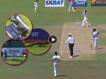  Sri Lanka vs Afghanistan Test was delayed for sometime due to Monitor Lizard, watch here video  | SL vs AFG Test: लाईव्ह सामन्यात नव्या पाहुण्याचं आगमन; 'घोरपड' आली अन् सामना थांबला!