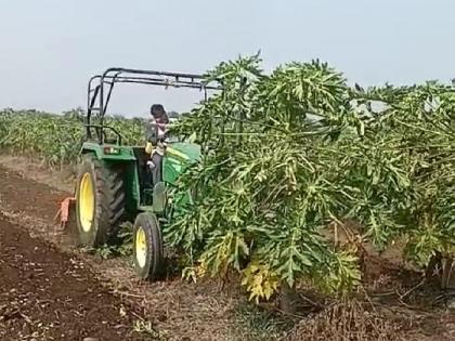 As the cost of cultivation is not even covered, a farmer from Dhanur rotates a rotavator on six acres of papaya crop in his farm. | उभ्या पिकावर शेतकऱ्यानं फिरवला ट्रॅक्टर; लागवडीचा खर्चही न निघाल्यानं नैराश्य