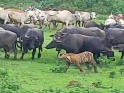 herd of buffaloes fought back and killed a tiger, thrilling incident in Chandrapur district | म्हशींनी झुंज देत वाघाचाच घेतला बळी, चंद्रपूर जिल्ह्यातील थरारक घटना