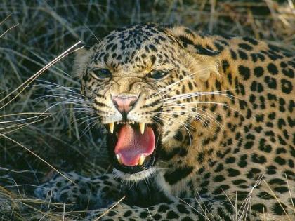 leopard and her cubs killed 36 hens and a dog in lakhandur tehsil | लाखांदूर तालुक्यात बिबट्याचा धुमाकूळ! श्वानासह ३६ कोंबड्या केल्या फस्त