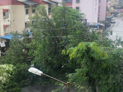 They uprooted the "heritage tree" on Ambadi Road main road in Vasai; No casualties | वसईच्या अंबाडी रोड मुख्य रस्त्यावरील ते "हेरिटेज झाड" उन्मळून पडले; जीवितहानी नाही