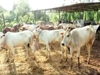 gaushala president arrested for mutually selling of cattle in gaushala and case against 17 including 4 veterinarians | गोशाळेच्या जनावरांची परस्पर विल्हेवाट, संस्थाध्यक्षाला अटक, चार पशुवैद्यकासह १३ संचालकांवर गुन्हा