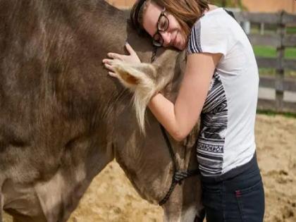 Coronavirus: Corona crisis gives you peace of mind by hugging a cow? Americans spend 200 Dollar | Coronavirus: कोरोना संकटात गाईला मिठी मारल्याने मिळतेय मानसिक शांती? अमेरिकन खर्च करतायेत प्रतितास १४,५०० रुपये