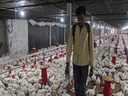 Bird flu in Palghar too? The hens at Vasai's poultry farm are dead | पालघरमध्येही बर्ड फ्लू? वसईच्या पोल्ट्री फार्ममधील कोंबड्या मृत, नमुने पाठविले