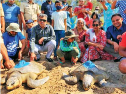 5 Olive Ridley turtles were successfully labeled with satellite | प्रथमा, सावनी, वनश्री, रेवा, लक्ष्मी कुठे कुठे जाणार? 