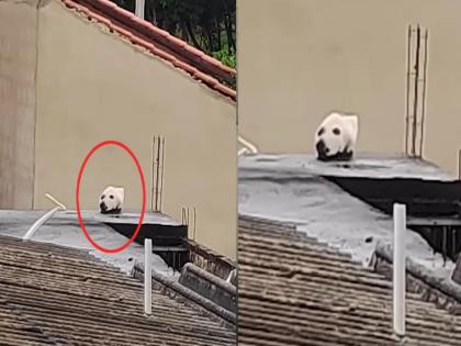 99% of the people fall; Can u Tell, is there a dog or a cat in this photo? Watch the video | भलेभले चुकले, ९९ टक्के लोकं फसले; तुम्ही सांगा या फोटोत कुत्रा आहे की मांजर? पाहा Video