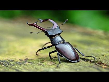 People are buying stag beetle by spending lakhs or crores of rupees know the reason | लक्झरी कारपेक्षाही महागडा आहे हा 2 इंचाचा कीटक, जाणून घ्या यामागचं कारण...