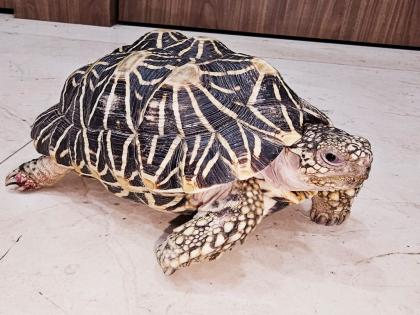 lokmat special turtle smuggler caught in chennai too | लोकमत स्पेशल: चेन्नईतही पकडले टर्टल स्मगलर्स; तस्करांचे भोपाळ, झांसी, उन्नाव कनेक्शन