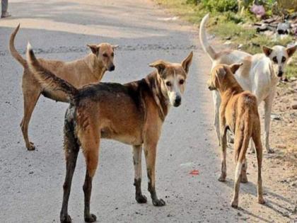 uncontrollable Love for stray dogs in nagpur, the case reached the police station | Nagpur | मोकाट श्वानांवरील प्रेम अंगलट, प्रकरण पोहोचले पोलीस ठाण्यात