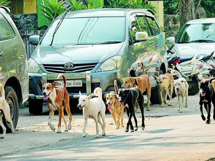 On the first day in Nagpur, sterilization was done on 15 dogs | नागपुरात  पहिल्याच दिवशी १५ श्वानांवर नसबंदी