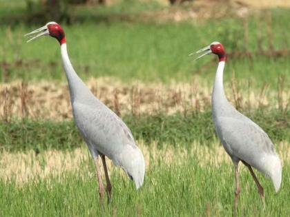 Gondia district the number of storks in Gandia decreased by 6 | सारस... प्रेमाची अधुरी कहाणी !