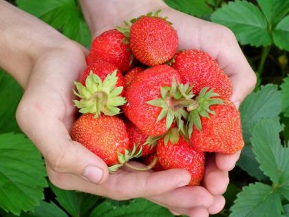 Bhimashankar's first strawberry crop cultivation An initiative by the Forest Department | Pune | भीमाशंकरला पहिल्यांदाच स्ट्रॉबेरीचे पीक; वन विभागाकडून पुढाकार