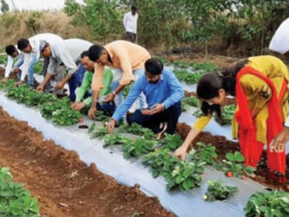 Thane, Mumbaikar will taste Jawahar, Maekhada's strawberry | ठाणे, मुंबईकर चाखणार जव्हार, माेखाड्याची स्ट्राॅबेरी