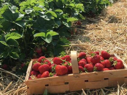 Flowering strawberry fields in Patan taluka | पाटण तालुक्यात फुलतायत स्ट्रॉबेरीचे मळे