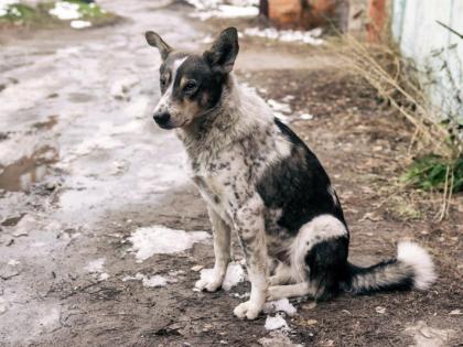 Dogs' ‘dirt’ headaches, clashed every morning! | श्वानांची ‘शी’ची डोकेदुखी, दररोज सकाळी तोंडातोंडी!