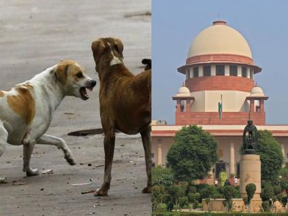 खतरनाक कुत्तों को दया मृत्यु की अनुमति: सुप्रीम कोर्ट का ऐतिहासिक फैसला - Hindi News | Supreme Court Allows Euthanasia for Dangerous Dogs: A Landmark Decision | Latest News at Lokmatnews.in