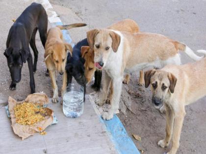Beware if you feed dogs on the streets of Nagpur! Be prepared for action | नागपुरातील रस्त्यांवर कुत्र्यांना खाऊ घालाल तर खबरदार! कारवाईसाठी रहा तयार Beware if you feed dogs on the streets of Nagpur! Be prepared for action | नागपुरातील रस्त्यांवर कुत्र्यांना खाऊ घालाल तर खबरदार! कारवाईसाठी रहा तयार