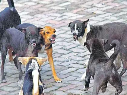After Delhi, now orders to remove stray dogs in Rajasthan too; when in Maharashtra? | दिल्लीनंतर आता राजस्थानमध्येही भटक्या कुत्र्यांना हटविण्याचे आदेश; महाराष्ट्रात कधी? After Delhi, now orders to remove stray dogs in Rajasthan too; when in Maharashtra? | दिल्लीनंतर आता राजस्थानमध्येही भटक्या कुत्र्यांना हटविण्याचे आदेश; महाराष्ट्रात कधी?