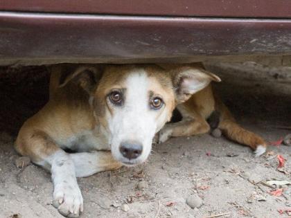 Squad exercise for catching stray dogs in Nagpur | नागपुरात मोकाट श्वानांना पकडण्यासाठी पथकाची कसरत