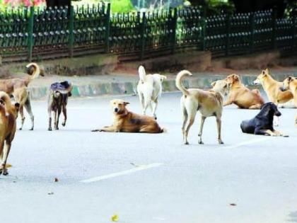 Create Zonal Operation Center for stray dogs | मोकाट कुत्र्यांसाठी झोननिहाय ऑपरेशन सेंटर निर्माण करा