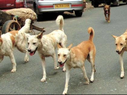 What do you do for stray dogs in Nagpur? | नागपुरातील मोकाट कुत्र्यांचे करायचे काय?