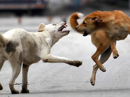 Careful ... wandering dogs are becoming aggressive | Corona Virus in Nagpur; सावधान...भटकी कुत्री होत आहेत आक्रमक