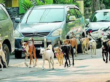 Sterilization of 1141 dogs in Nagpur at month two and a half | नागपुरात  अडीच महिन्यात ११४१ श्वानांवर नसबंदी