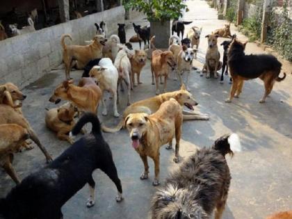 72000 Stray dogs will be sterilized in Nagpur | नागपुरातील ७२ हजार मोकाट कुत्र्यांवर नसबंदी करणार