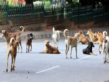 Do you know how many stray dogs in your area Survey of Mumbai Municipality begins | तुमच्या भागात भटकी कुत्री किती ? मुंबई मनपाची सर्वेक्षणाला सुरुवात