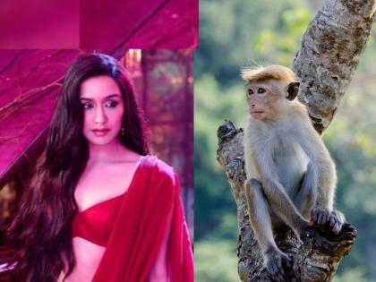 stree 2 shraddha kapoor bhakarwadi robbered by monkies rajkumar rao | 'स्त्री'ला माकडांनी छळलं, डोळ्यांदेखत पळवली ही गोष्ट! श्रद्धा कपूरने सांगितला धमाल किस्सा