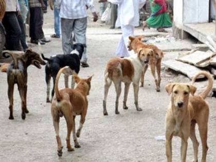 Stray dogs attack 10 people daily Shiv Sena's warning of agitation in ahmednagar | मोकाट कुत्र्यांचा रोज १० जणांवर हल्ला; शिवसेनेचा आंदोलनाचा इशारा