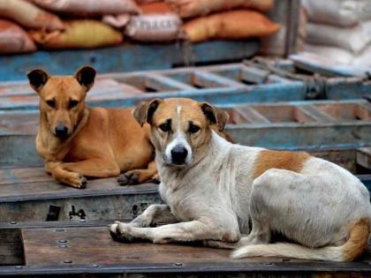 in mumbai stray dogs running rampant in government hospital premises administration headache | सरकारी रुग्णालय परिसरांत भटक्या श्वानांचा सुळसुळाट; प्रशासनाची डोकेदुखी