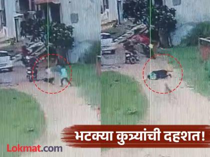 dog attacks child playing on road in amroha uttar pradesh viral video | Video - भयानक! भटक्या कुत्र्यांचा उच्छाद; घराबाहेर खेळणाऱ्या चिमुकल्याचे तोडले लचके dog attacks child playing on road in amroha uttar pradesh viral video | Video - भयानक! भटक्या कुत्र्यांचा उच्छाद; घराबाहेर खेळणाऱ्या चिमुकल्याचे तोडले लचके