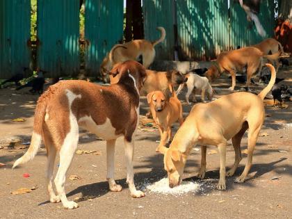 भटक्या कुत्र्यांच्या आरोग्यासाठी 'एआय'ची मदत; प्रायोगिक प्रकल्पात १० हजार श्वानांचा समावेश - Marathi News | AI helps in the health of stray dogs; 10,000 dogs included in the pilot project | Latest News at Lokmat.com