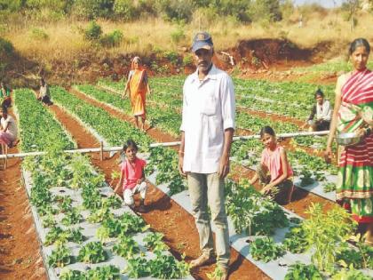 Tukaram Chikane, a farmer from Kusumbi in Satara left his job to farm strawberries | नोकरी सोडून फुलविली स्ट्रॉबेरी शेती!, साताऱ्यातील 'त्या' शेतकऱ्याला दिवसाआड पाच-सहा हजारचा फायदा