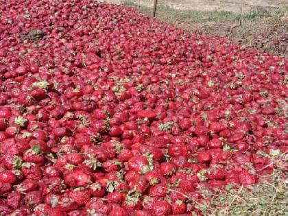 Farmers of Javali taluka of Satara district threw strawberries on the road due to rates | Satara: लालचुटूक स्ट्रॉबेरीचे दर गडगडल्याने काळवंडली, जावळी तालुक्यातील शेतकऱ्यांनी रस्त्यावर फेकली