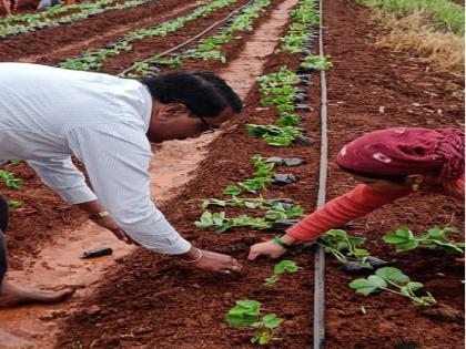 Direct strawberry planting for current year strawberry season in Mahabaleshwar taluka | महाबळेश्वरमध्ये स्ट्रॉबेरी लागवडीची लगबग, पण..